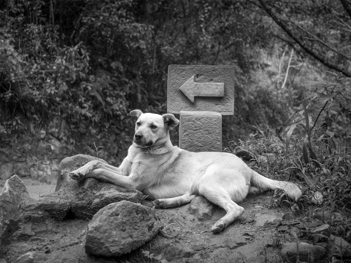 SensAI Go Devlog 0.2